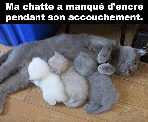 chatte-manque-encre.jpg